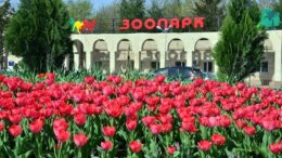 гүлге оранған шаһарға