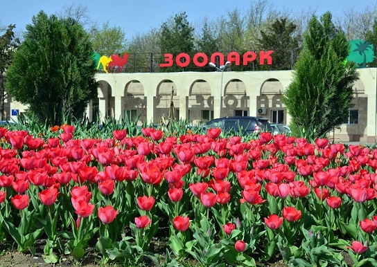 гүлге оранған шаһарға