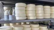 «Ауыл аманаты» жобасы аясында сүт өңдеу ісі дамып келеді