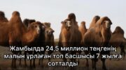 Жамбылда 24,5 миллион теңгенің малын ұрлаған топ басшысы 7 жылға сотталды