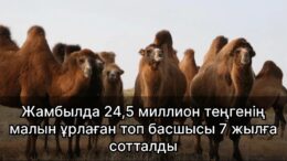 Жамбылда 24,5 миллион теңгенің малын ұрлаған топ басшысы 7 жылға сотталды