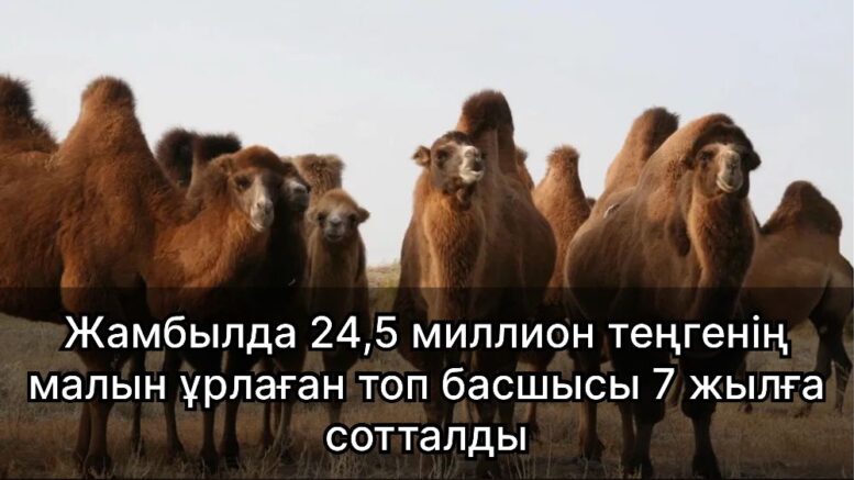 Жамбылда 24,5 миллион теңгенің малын ұрлаған топ басшысы 7 жылға сотталды