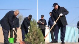 Посади бесплатный саженец