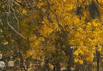 Тұрғындарға қуаныш сыйлайтын жапырақтар